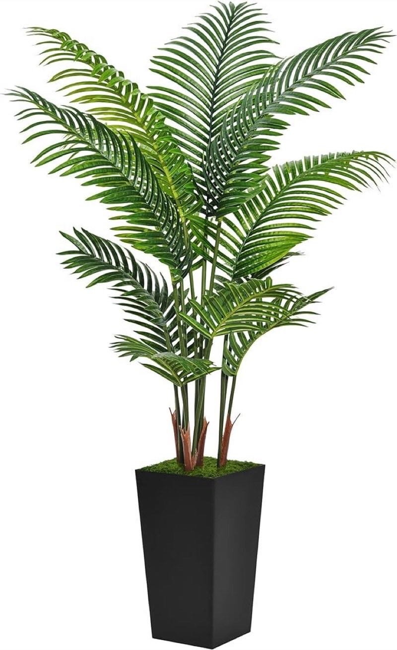 Afloraa: Palms and areca