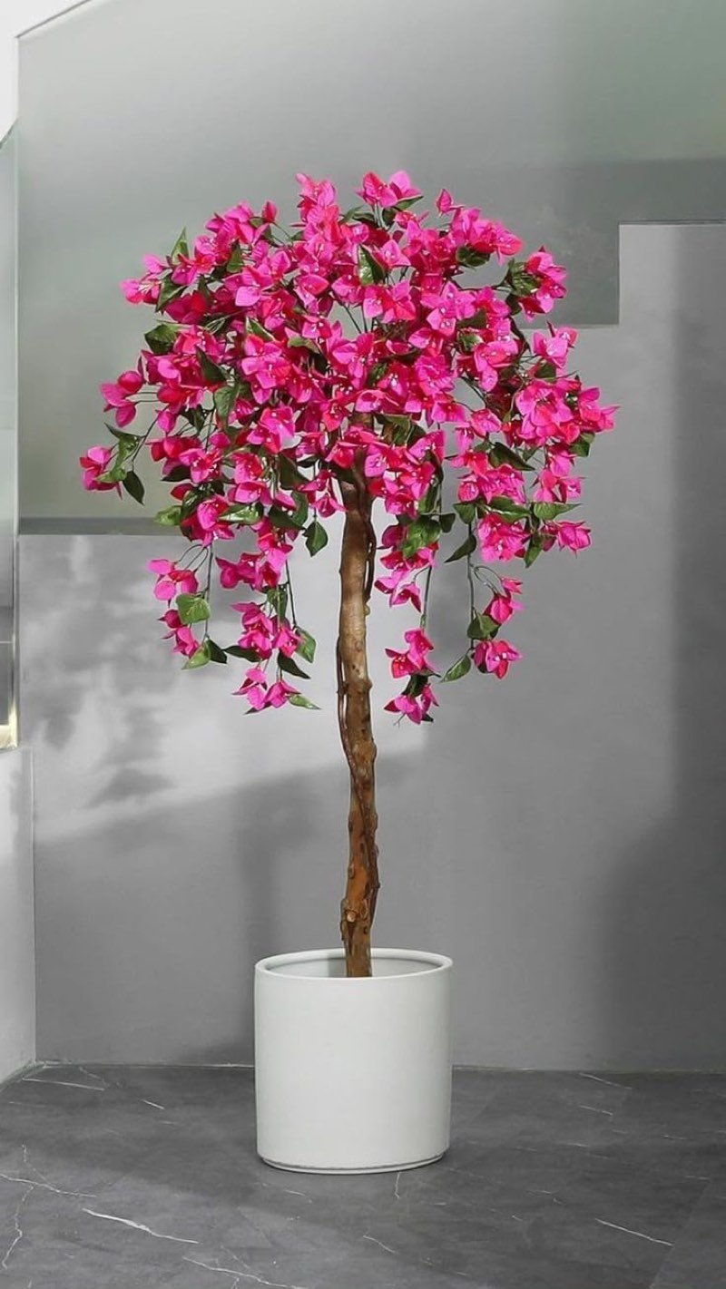 Afloraa: Nv Plant 07