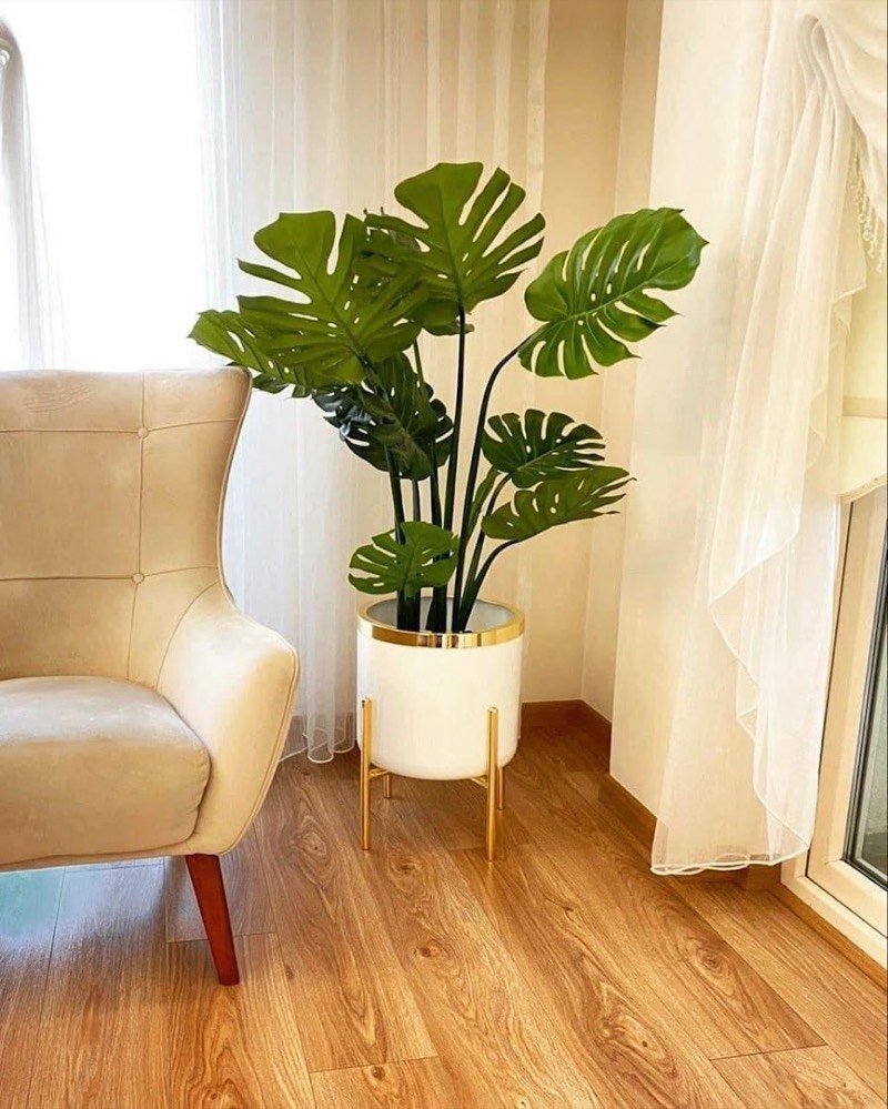 Afloraa: Floor plants up to 8 ft