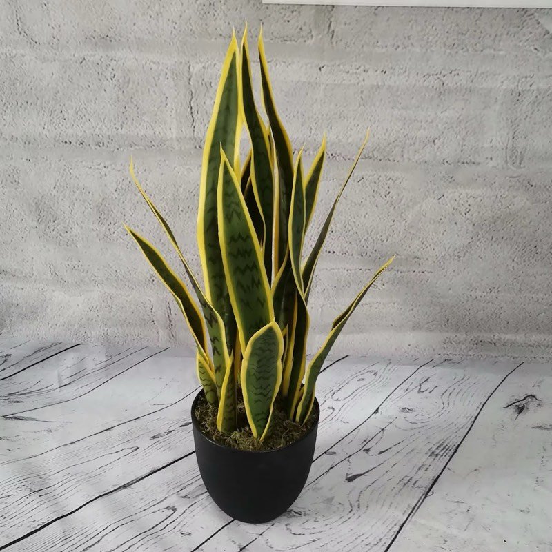 Afloraa: Table-top and desk plants